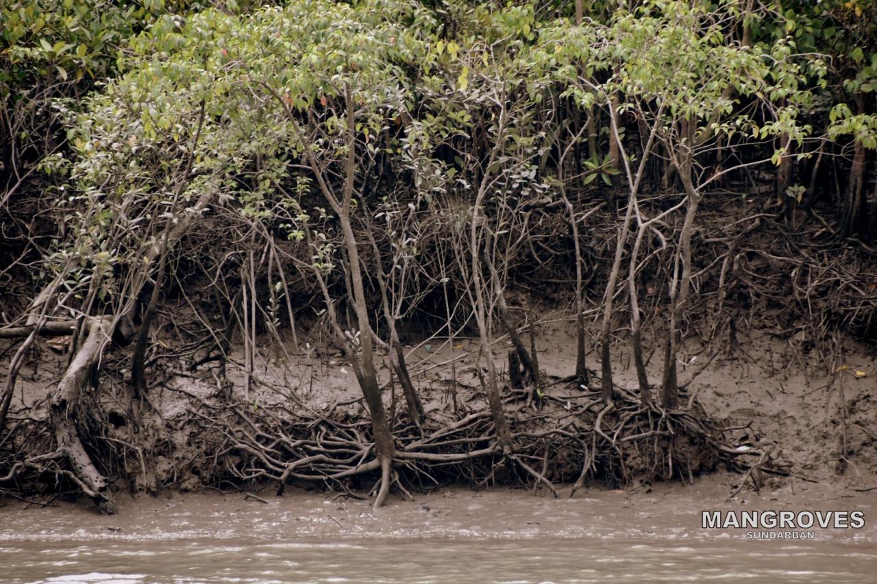 Excursion to Jharkhali Sundarbans